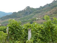 0136  Die Weinberge kommen in Sicht.