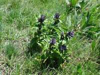 Image DSC01275