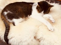 Katze oder Schafsfell, was sollen wie kaufen? (Wir haben uns für das Fell entschieden.)