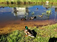 und die Tiere beobachten.