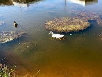 Unsere Enten haben uns wieder.