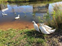 Alle meine Enten ...